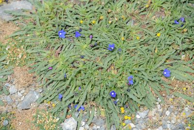 Anchusa cespitosa, photographed by William Stephens