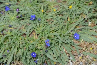 Anchusa cespitosa, photographed by William Stephens