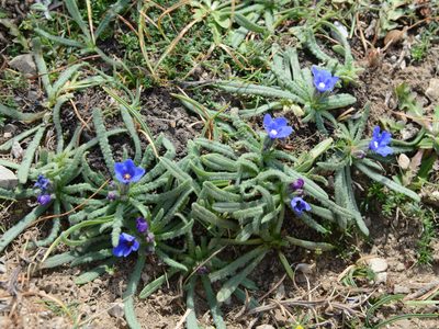 Anchusa cespitosa, photographed by William Stephens