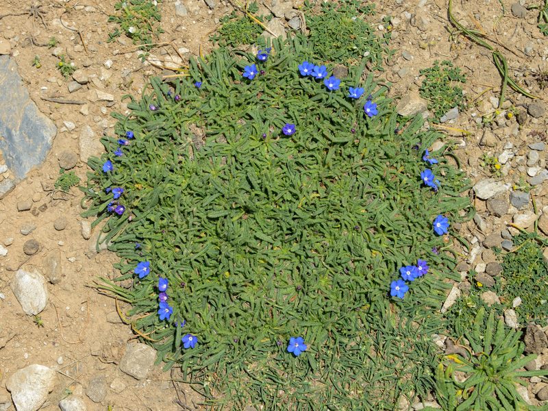 Anchusa cespitosa, photographed by William Stephens