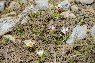 Crocus sieberi, photographed by William Stephens