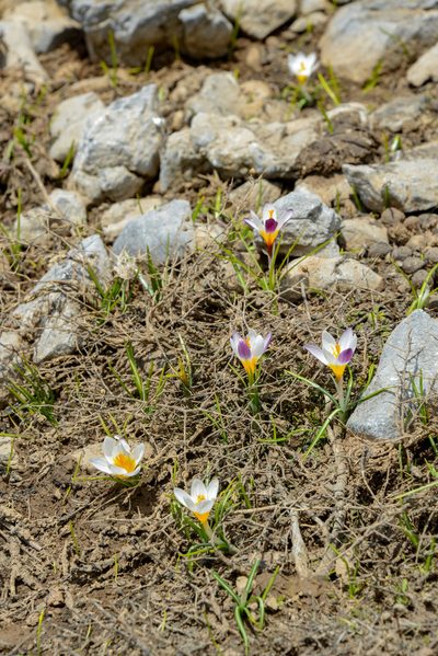 Crocus sieberi, photographed by William Stephens