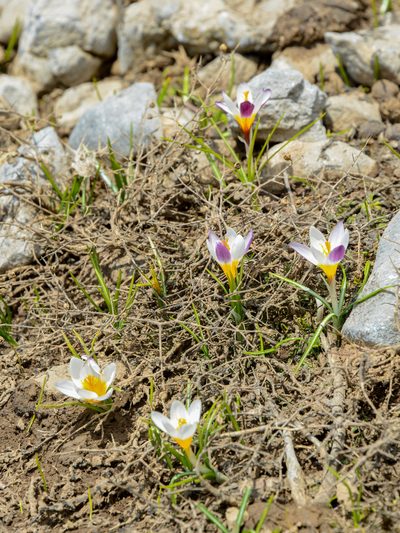 Crocus sieberi, photographed by William Stephens