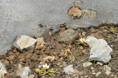 Crocus sieberi, photographed by William Stephens