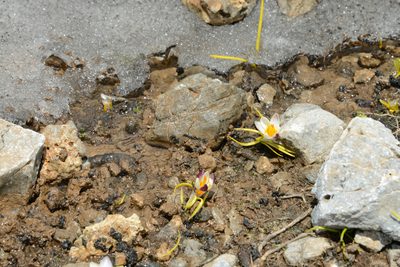 Crocus sieberi, photographed by William Stephens