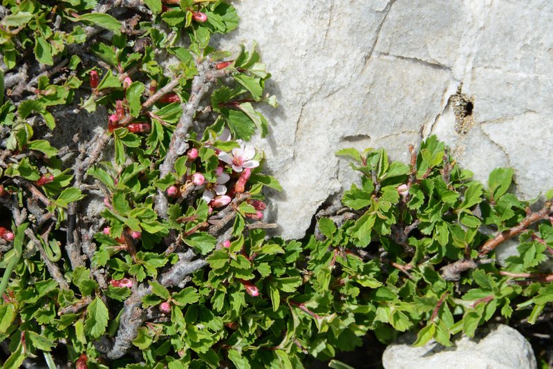 Prunus prostrata, photographed by William Stephens