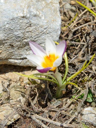 Crocus sieberi, photographed by William Stephens