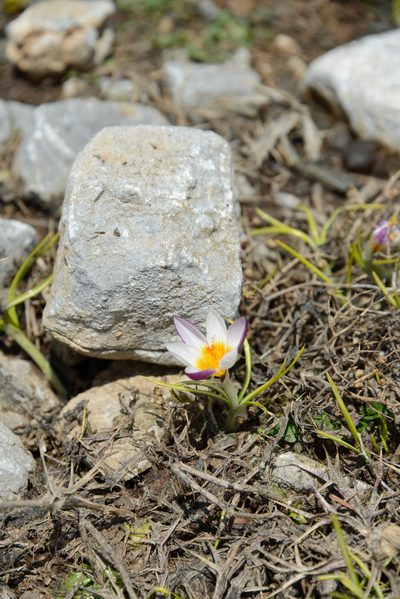Crocus sieberi, photographed by William Stephens