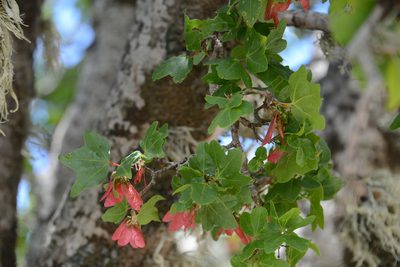Acer sempervirens, photographed by William Stephens