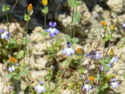 Blackstonia acuminata, photographed by William Stephens