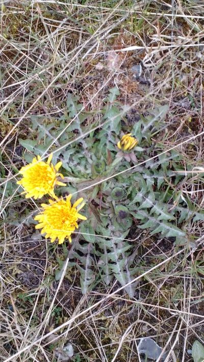 Taraxacum sellandii, photographed by Svend Hansen
