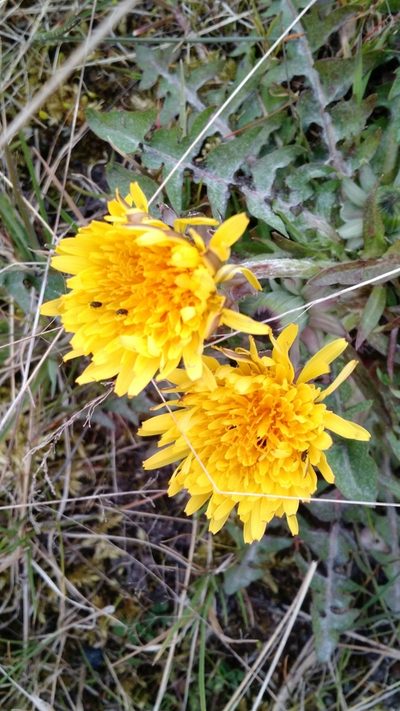 Taraxacum sellandii, photographed by Svend Hansen