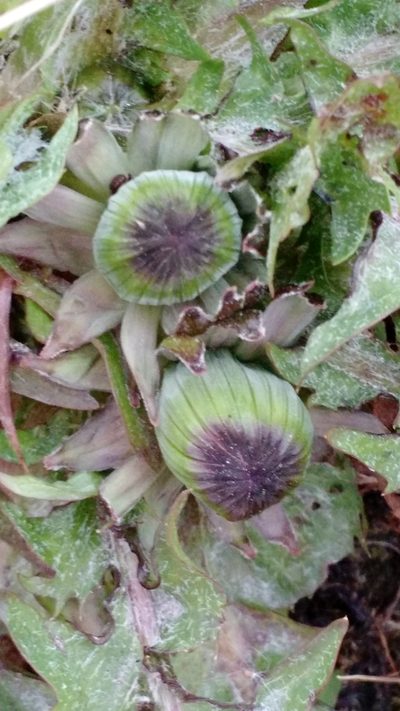 Taraxacum sellandii, photographed by Svend Hansen
