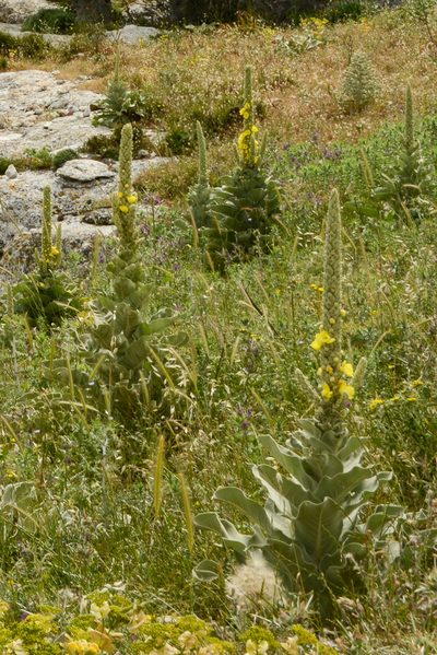 Verbascum macrurum, photographed by William Stephens