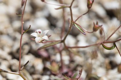 Nemacladus glanduliferus, photographed by Ken-ichi Ueda