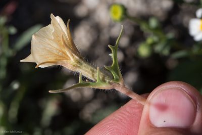 Mentzelia hirsutissima, photographed by Ken-ichi Ueda
