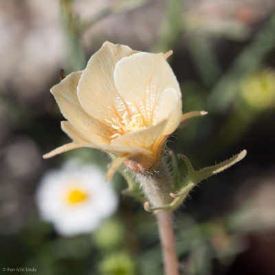 Mentzelia hirsutissima, photographed by Ken-ichi Ueda