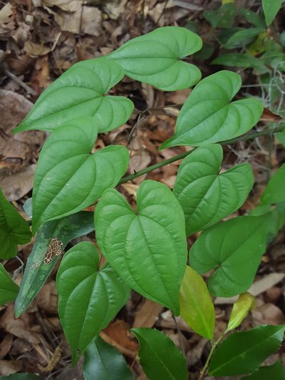 Dioscorea floridana, photographed by Alex Abair