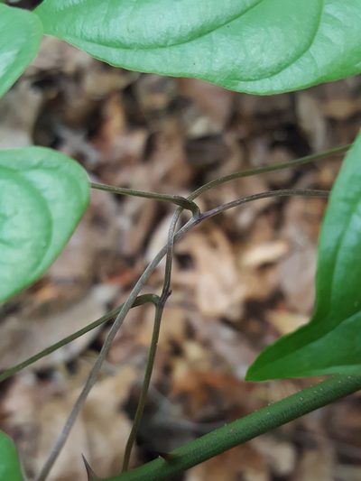 Dioscorea floridana, photographed by Alex Abair