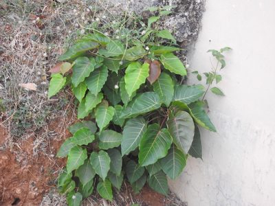 Ficus arnottiana, photographed by Manoj Karingamadathil