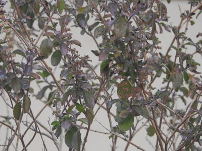 Ocimum tenuiflorum, photographed by Manoj Karingamadathil