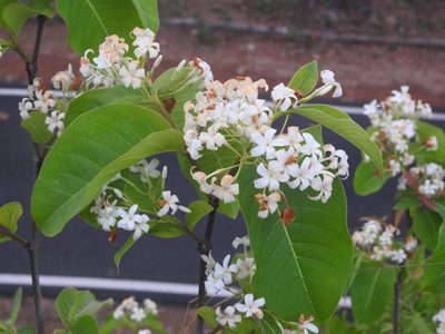 Holarrhena pubescens, photographed by Manoj Karingamadathil