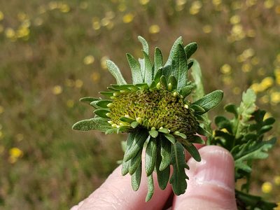 Layia chrysanthemoides, photographed by Mary K. Hanson