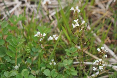 Cardamine scutata, photographed by harum.koh