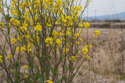 Brassica juncea, photographed by harum.koh