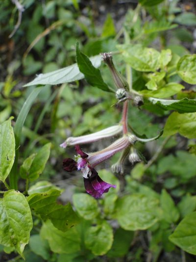 Cuphea koehneana, photographed by Eugenio Padilla