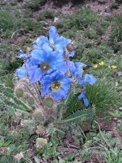 Meconopsis horridula, photographed by desertnaturalist