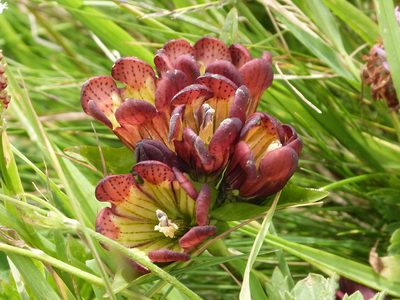 Gentiana purpurea, photographed by svt4ever