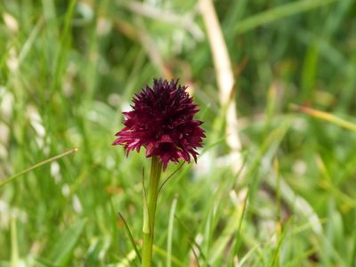 Gymnadenia rhellicani, photographed by svt4ever