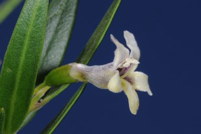 Monttea schickendantzii, photographed by aacocucci