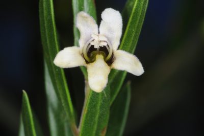 Monttea schickendantzii, photographed by aacocucci