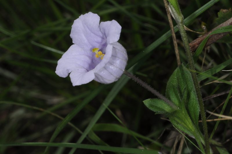 Nierembergia veitchii, photographed by aacocucci