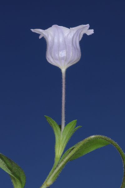 Nierembergia veitchii, photographed by aacocucci