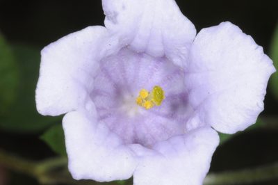 Nierembergia veitchii, photographed by aacocucci