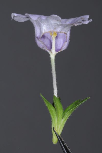 Nierembergia veitchii, photographed by aacocucci