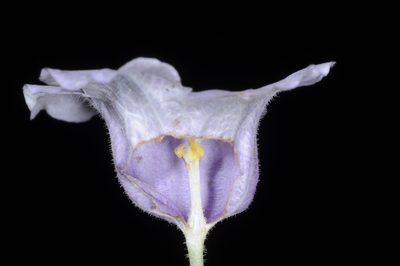 Nierembergia veitchii, photographed by aacocucci