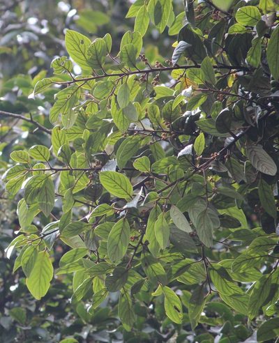 Litsea wightiana, photographed by Ashwin Srinivasan
