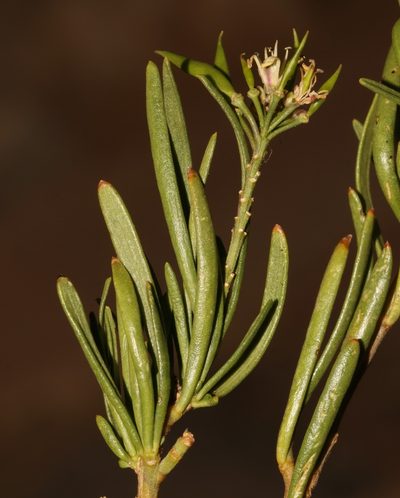 Heliophila florulenta, photographed by Brian du Preez