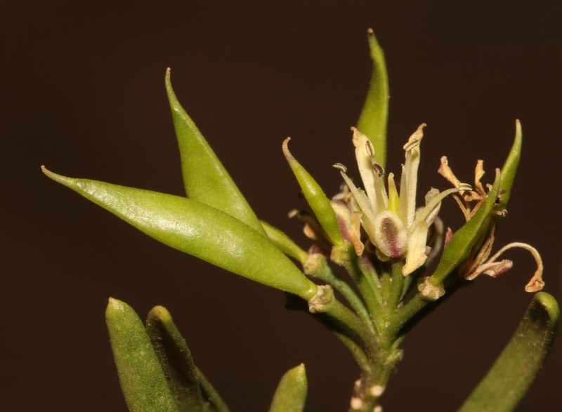 Heliophila florulenta, photographed by Brian du Preez