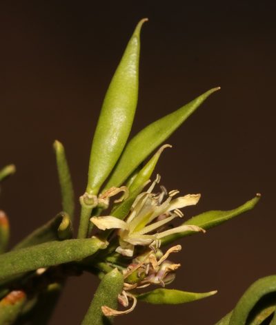 Heliophila florulenta, photographed by Brian du Preez