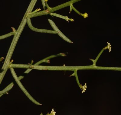 Thesium triflorum, photographed by Brian du Preez