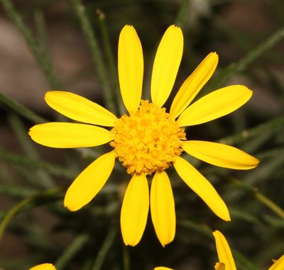 Euryops rehmannii, photographed by Brian du Preez