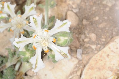 Pinnasa kurtzii, photographed by aacocucci