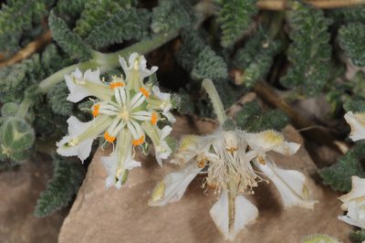 Pinnasa kurtzii, photographed by aacocucci