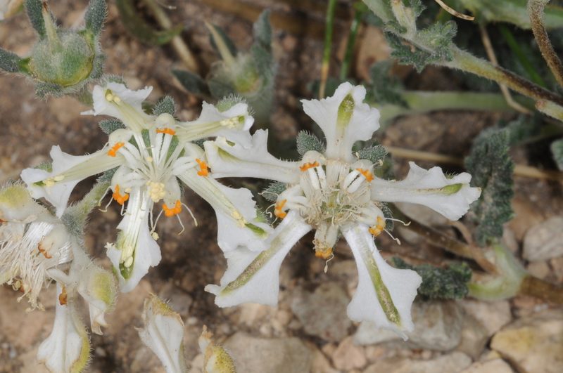 Pinnasa kurtzii, photographed by aacocucci