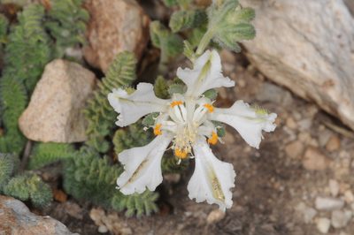 Pinnasa kurtzii, photographed by aacocucci
